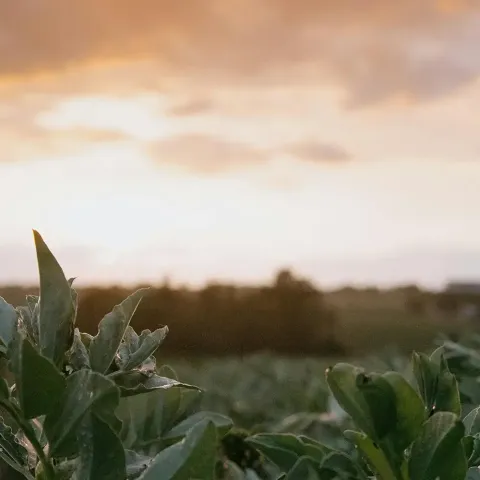 Success story of Bioproductos